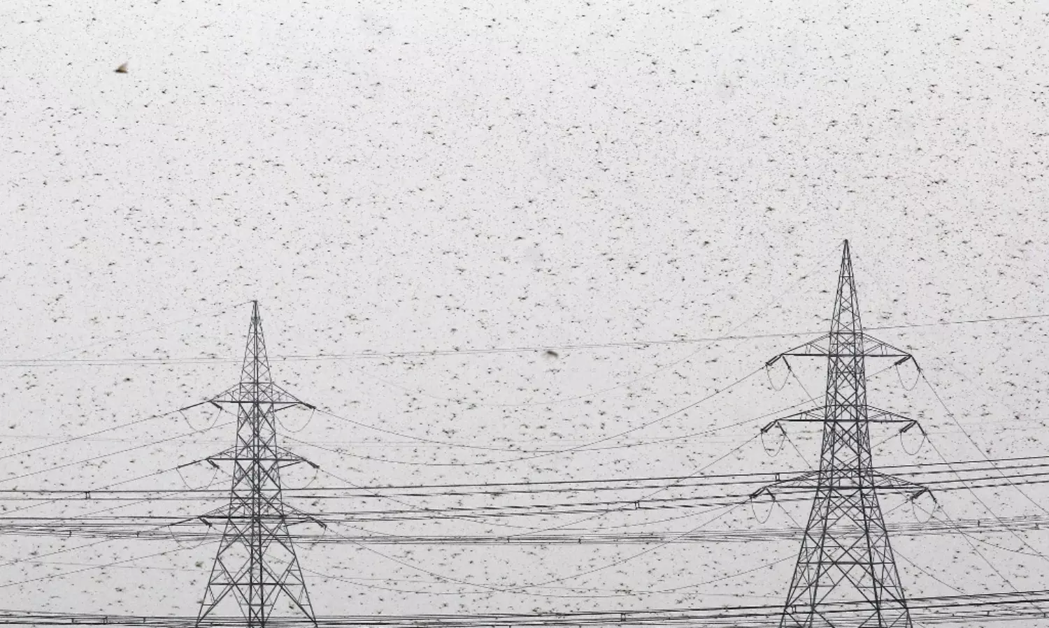 Keep doors, windows closed, Delhi issues locust advisory