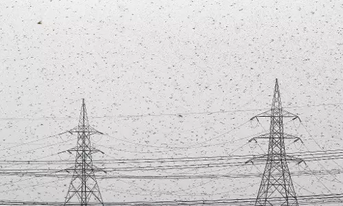 Centre should support locust-hit states, farmers: Rahul Gandhi