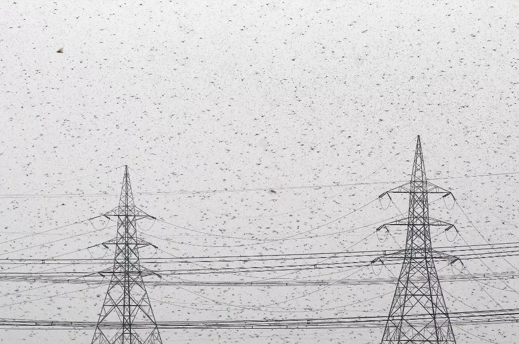 Keep doors, windows closed, Delhi issues locust advisory Keep doors, windows closed, Delhi issues locust advisory