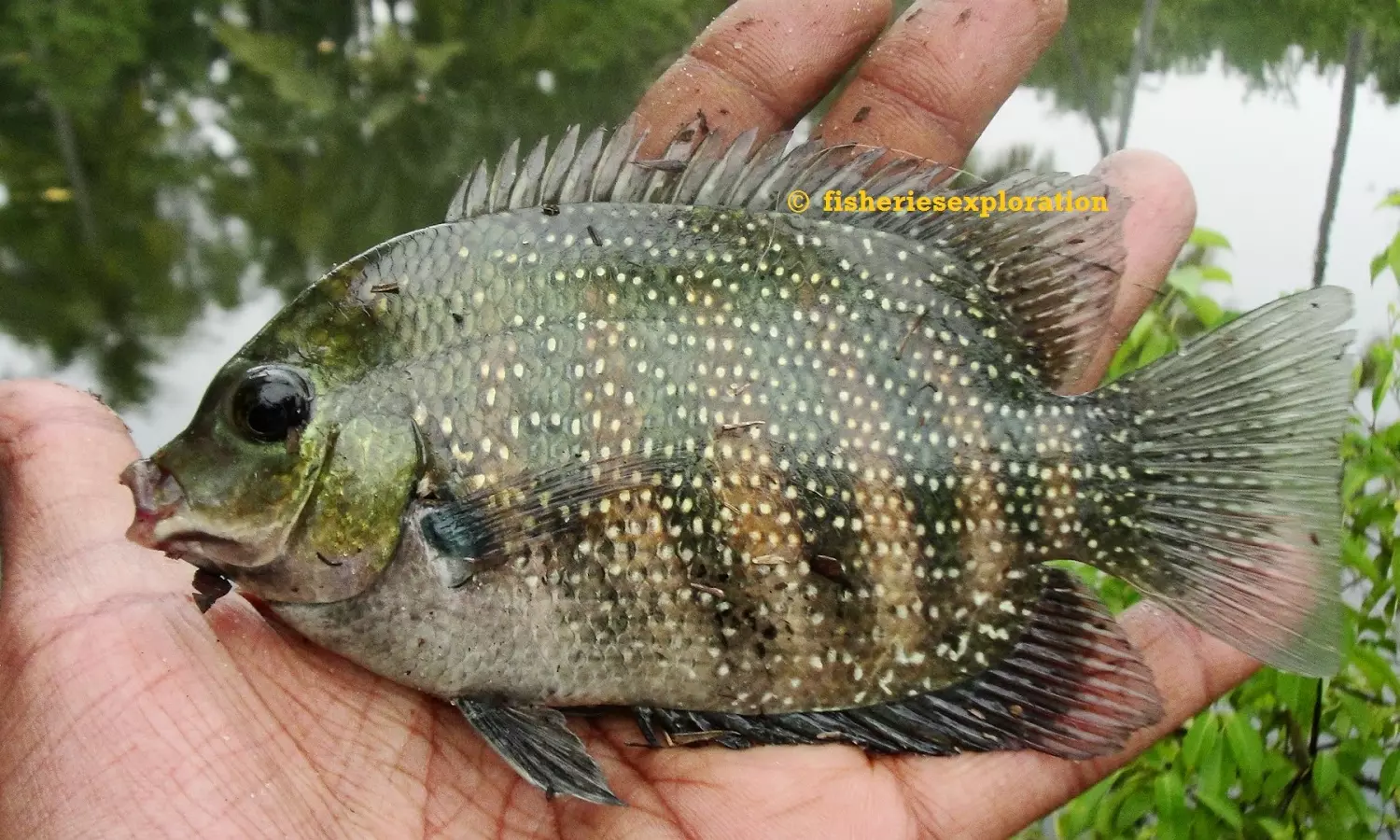 Kerala Govt sought support to boost Pearl Spot production