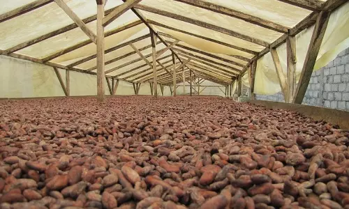 Snowing cocoa? Chocolate factory glitch dusts Swiss town