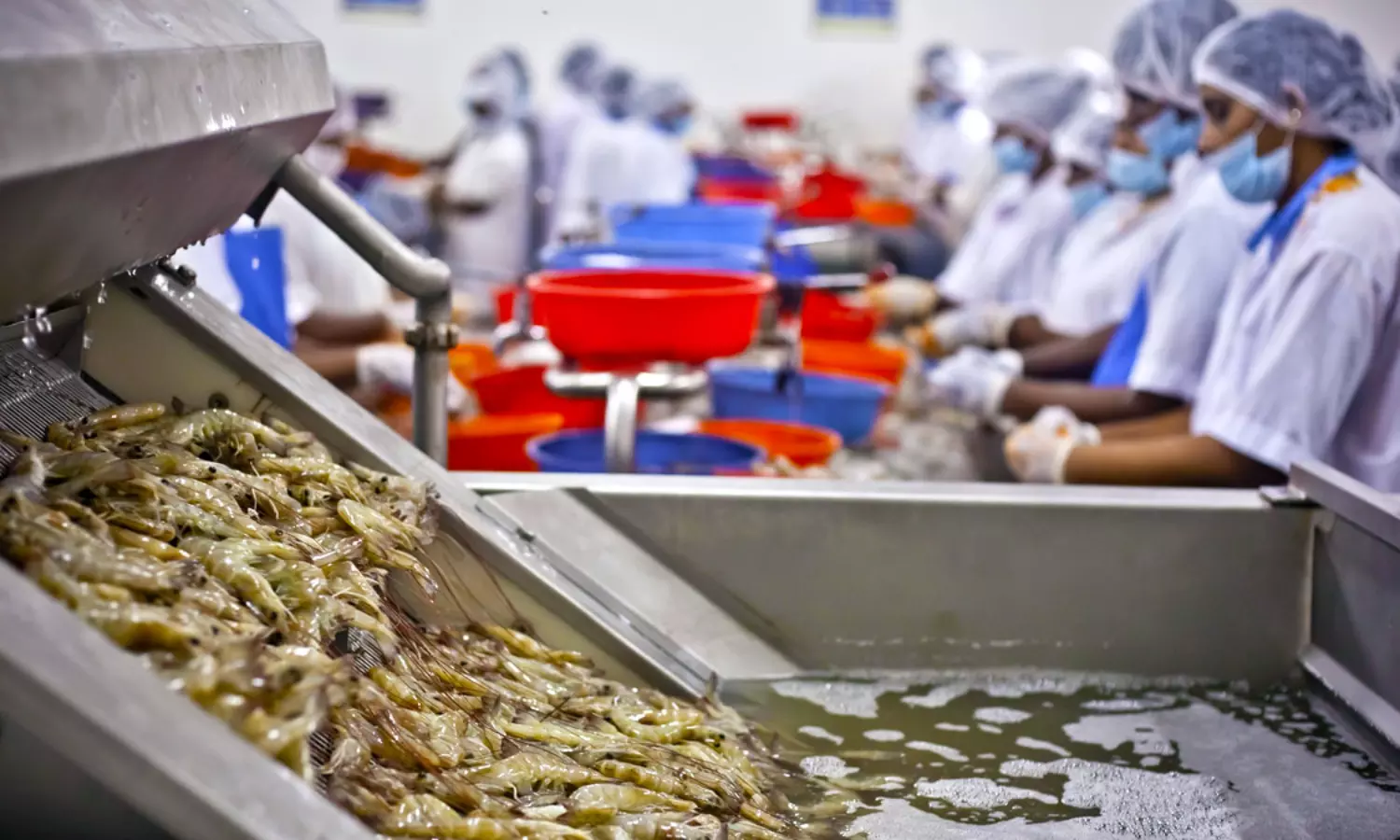 Kerala shrimp production suffers Rs 308 cr loss due to Covid