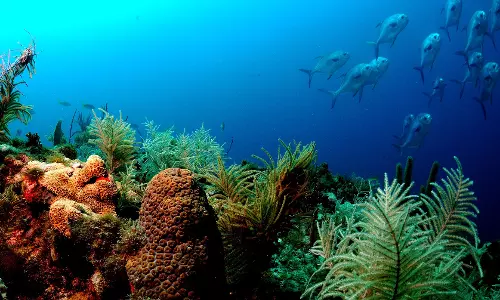 New global campaign for ocean protection
