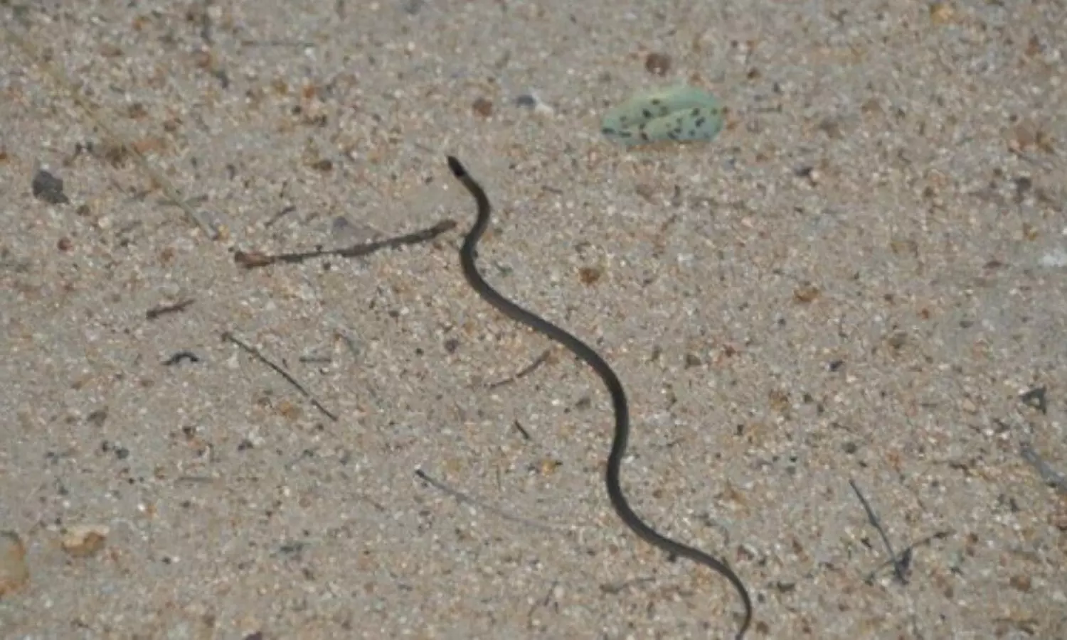 One-year-old swallows snakelet, survives