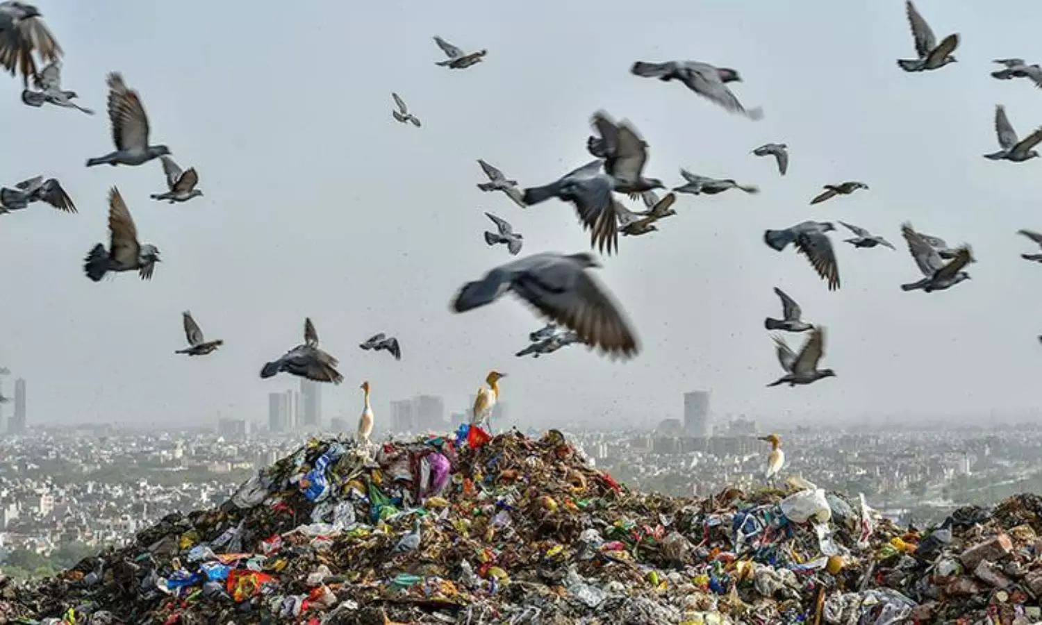 Garbage piles up in Agra as 44 more test corona positive
