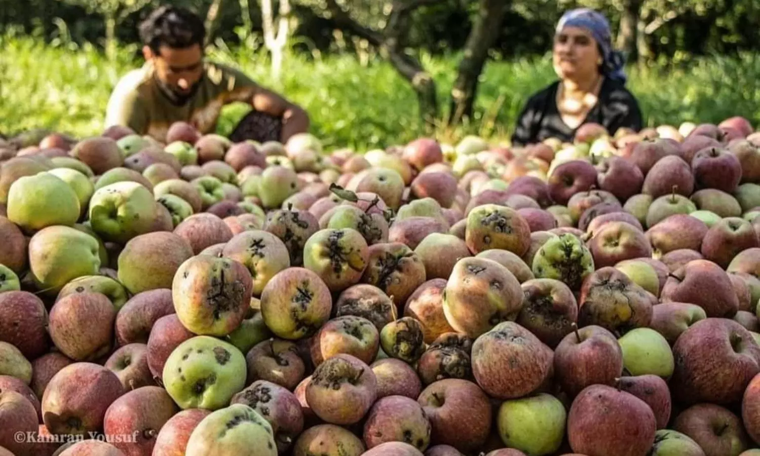 Black Spot Plague Impinges Kashmirs Apple Yield