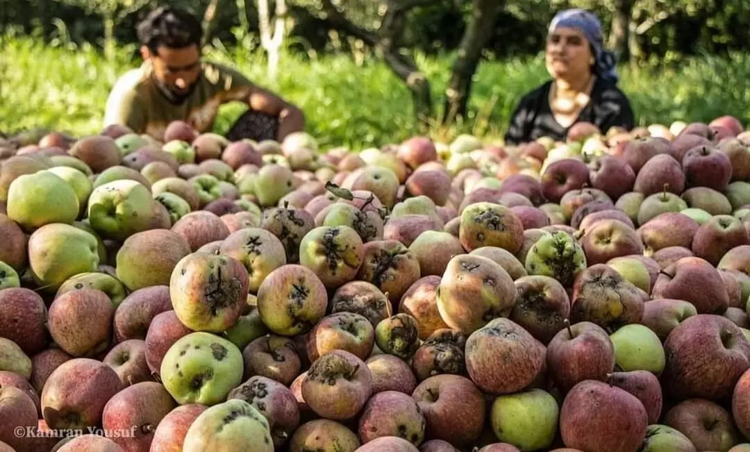 Black Spot Plague Impinges Kashmirs Apple Yield