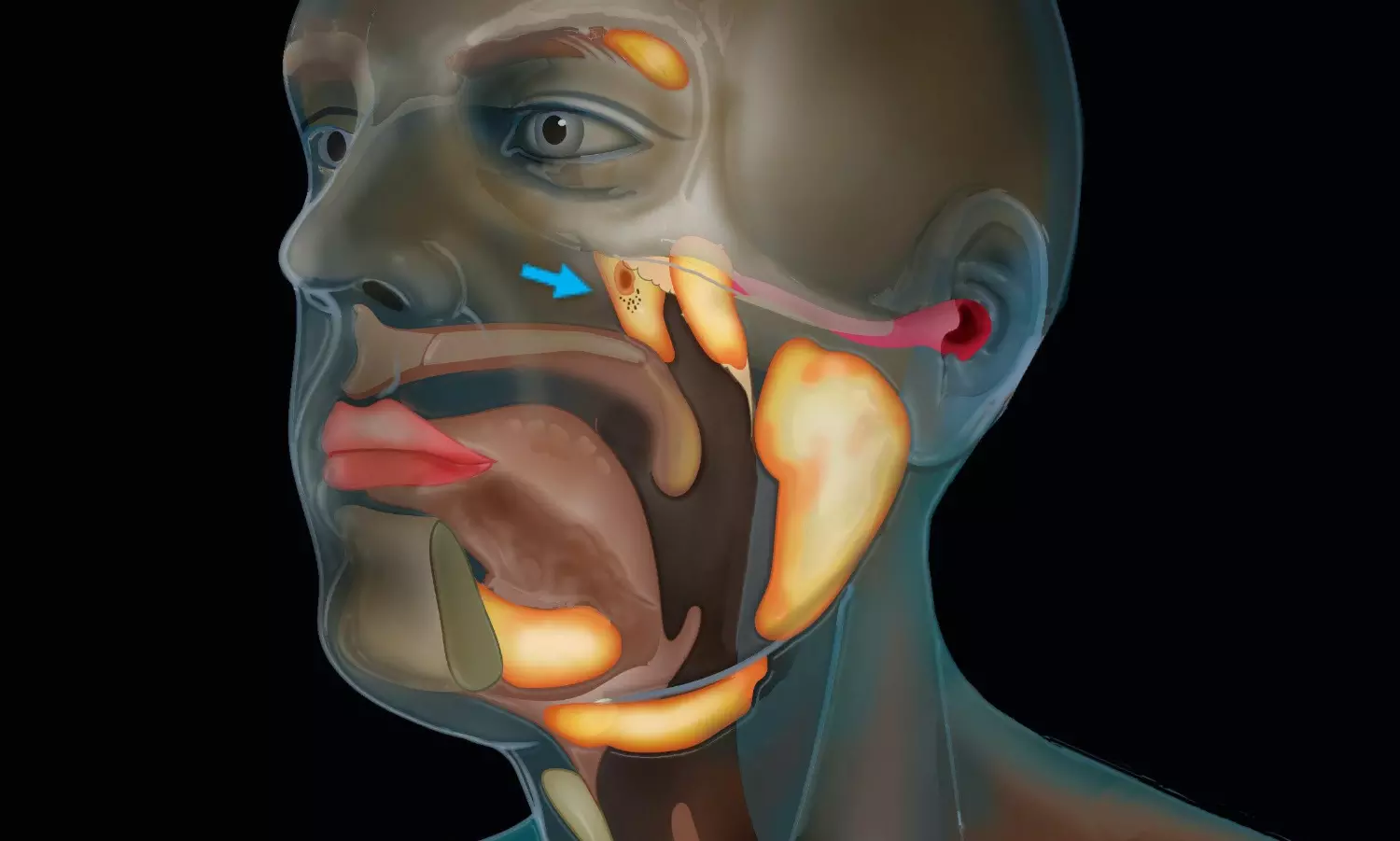 Scientists discover new pair of glands in human body