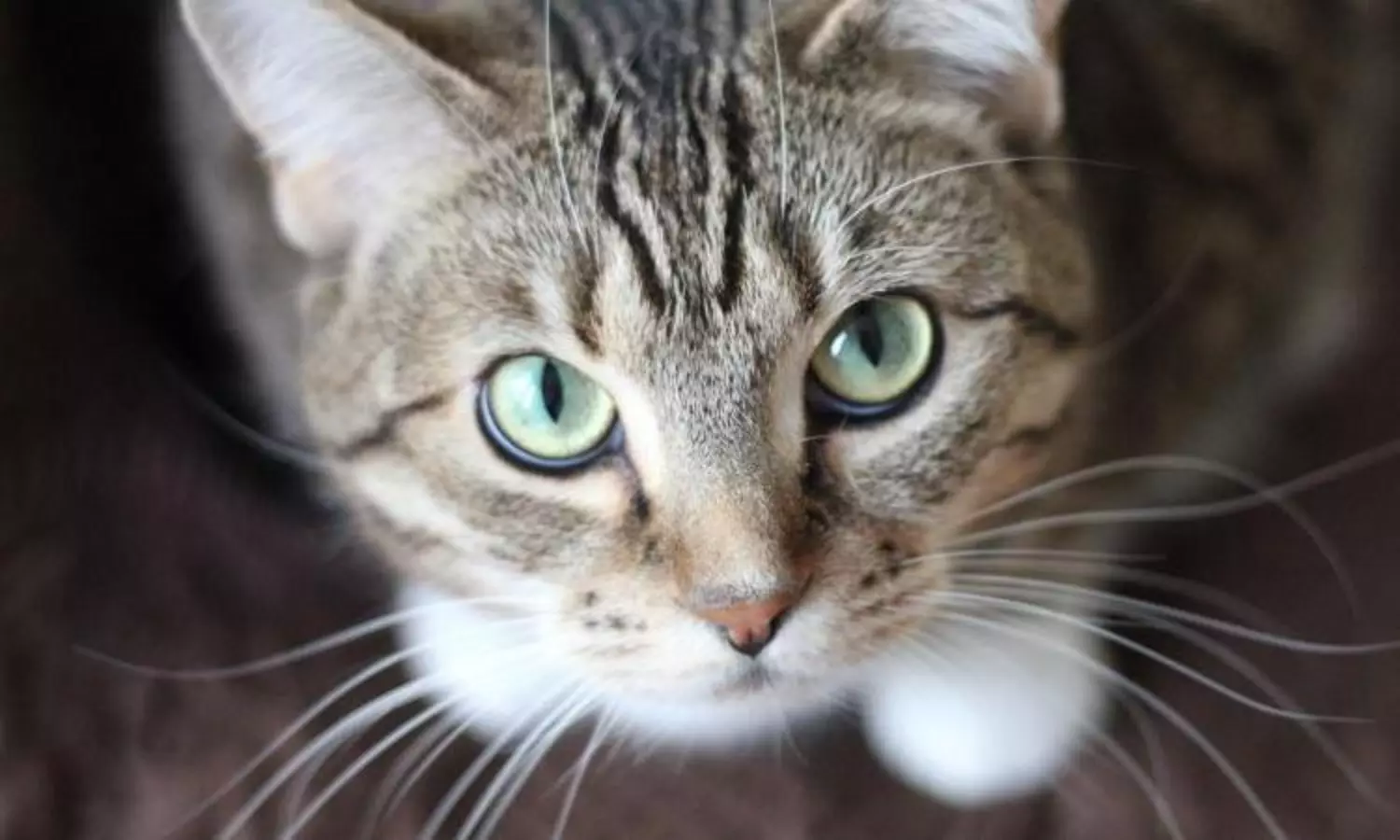 Cat mother, kitten trapped in ventilation shaft for 8 days rescued