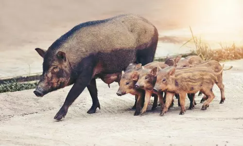 Protect, not just encourage, farming