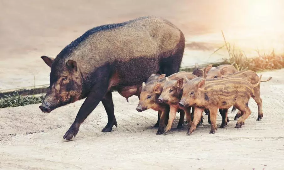 Protect, not just encourage, farming Protect, not just encourage, farming