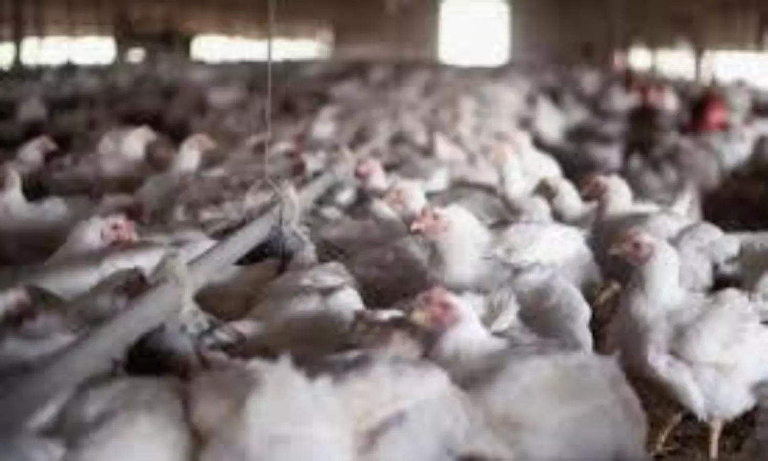 UAE prohibits import of products from countries struck by bird flu