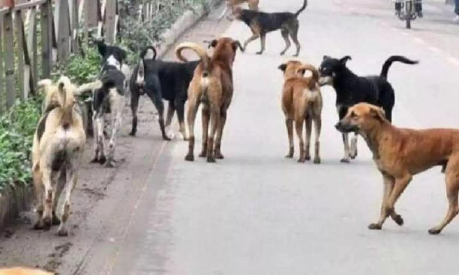 Video of a dog nibbling away at a dead body goes viral