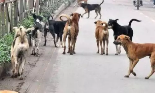 Video of a dog nibbling away at a dead body goes viral