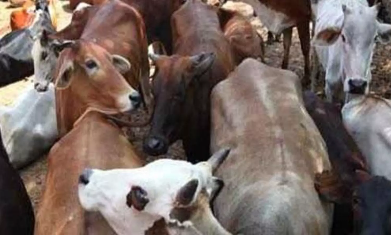 Human rights violations under the cover of ‘beef’