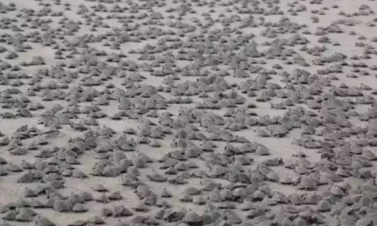 Amazing turtle tsunami hits a beach in Brazil Amazing turtle tsunami hits a beach in Brazil