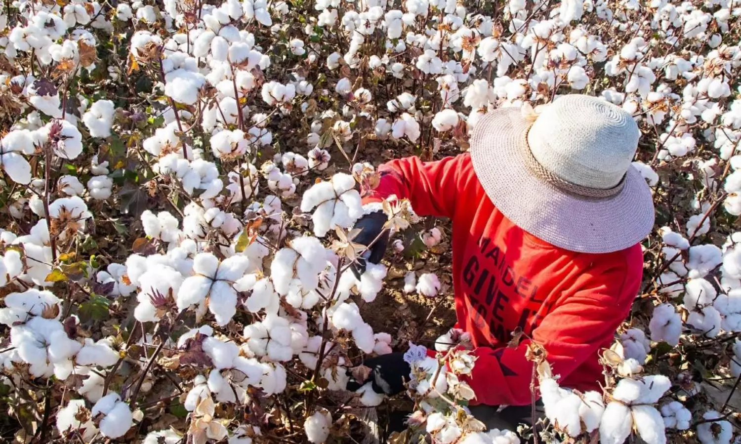 Coercive labour in cotton plantation of Xinjiang: Report