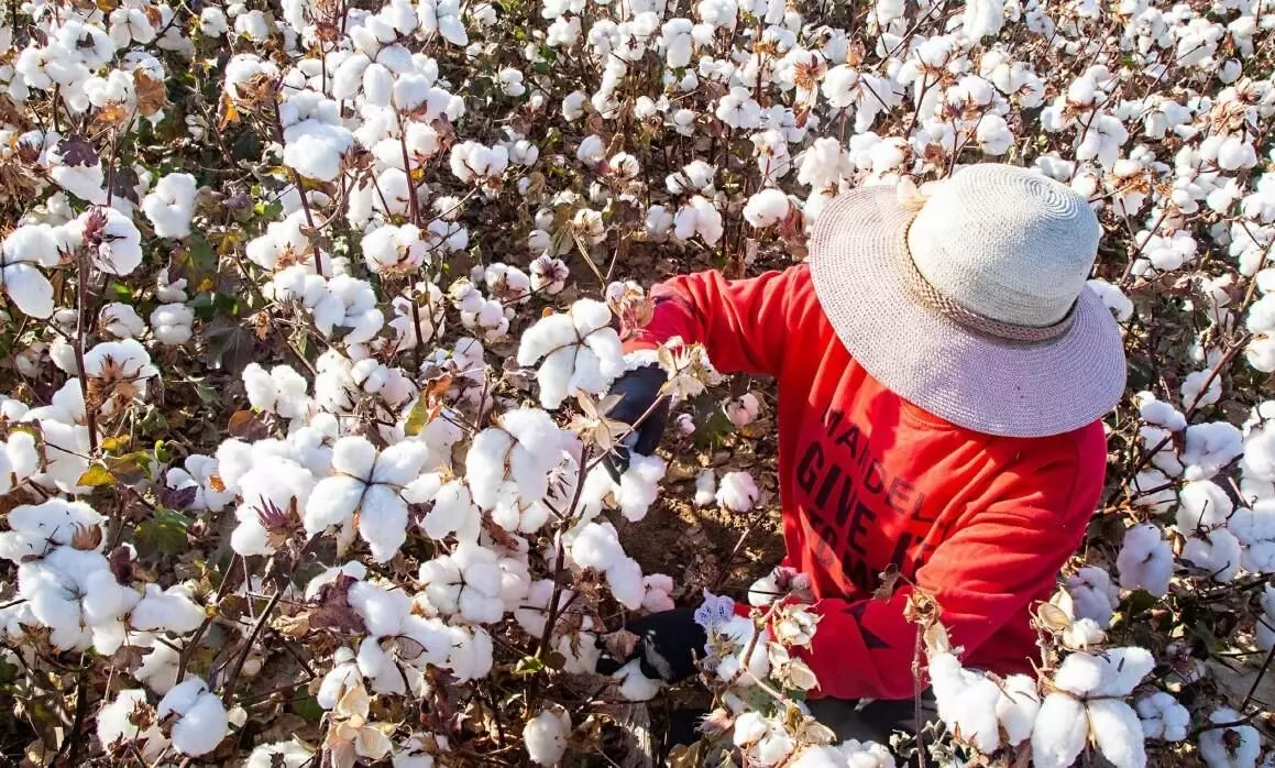 Coercive labour in cotton plantation of Xinjiang: Report