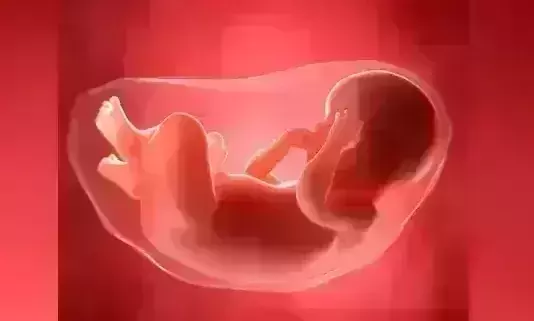 Placenta