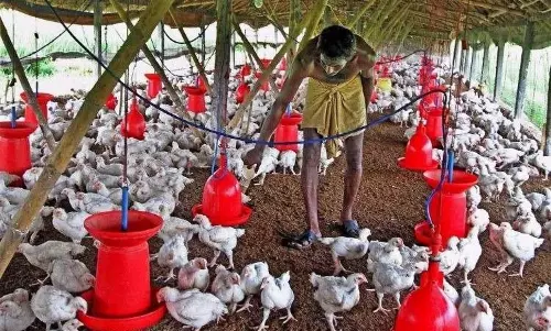 Dont panic about bird flu, take precautions: Experts