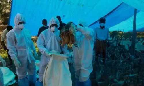 Farmers not happy with compensation for culled ducks