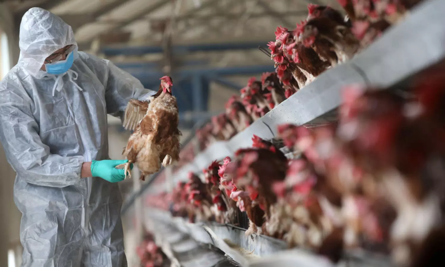 Avian flu calls for caution, vigilance