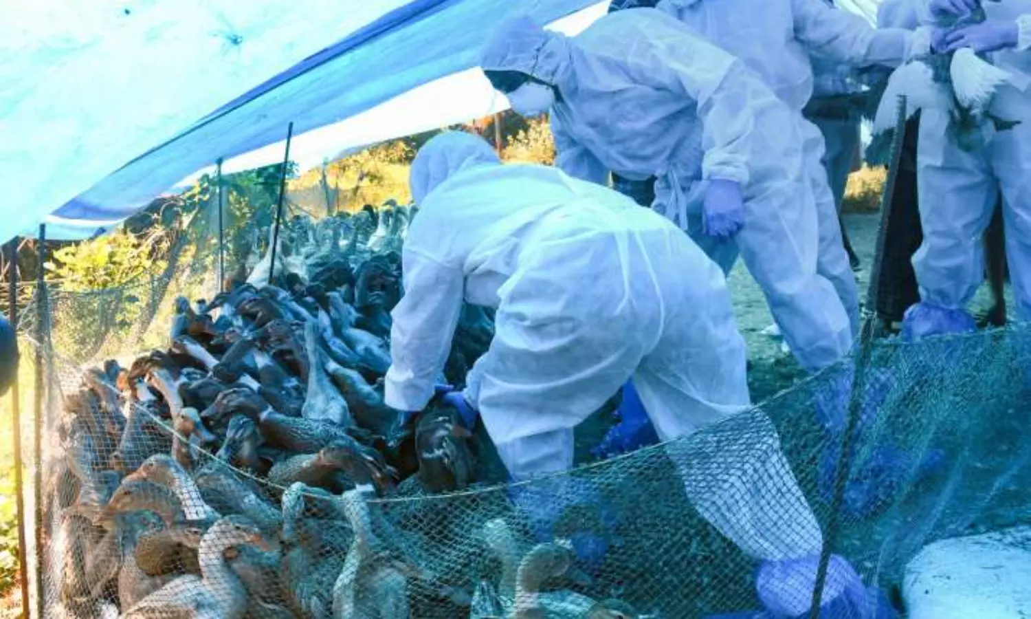 Central team arrives in Kerala to review bird flu outbreak