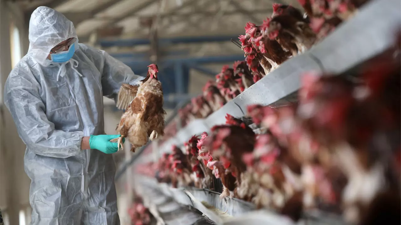 Avian flu calls for caution, vigilance