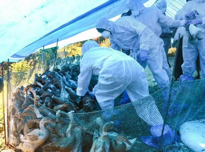Central team arrives in Kerala to review bird flu outbreak