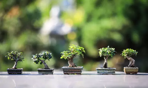Rare Bonsai tree stolen from former police chiefs house recovered, two thieves arrested