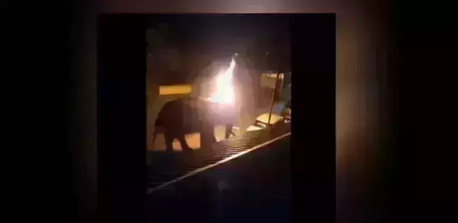 Elephant set ablaze by villagers in Masinagudi dies