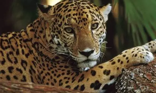Six-year old leopard hunted and cooked in Idukki: 5 arrested