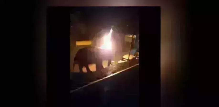 Elephant set ablaze by villagers in Masinagudi dies