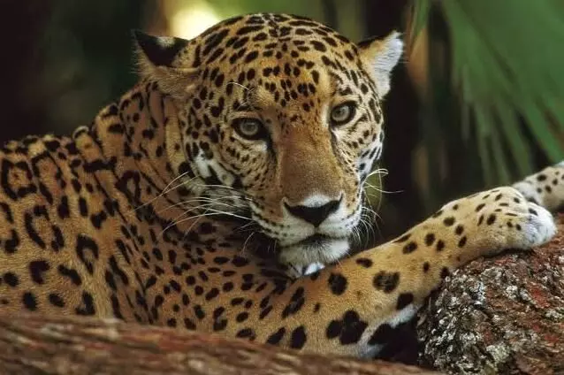 Six-year old leopard hunted and cooked in Idukki: 5 arrested