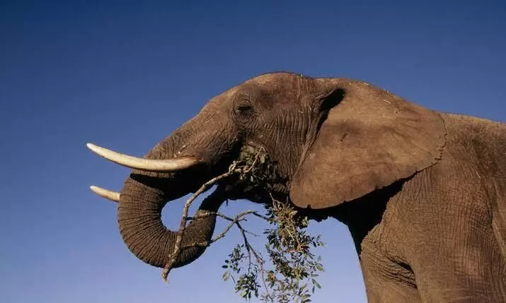 Surveillance of African elephants under threat using AI