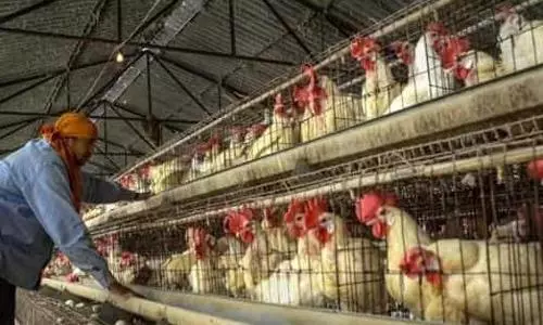 Bird flu confirmed in 9 states for poultry, govt to compensate farmers for losses