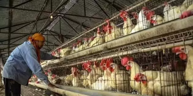 Bird flu confirmed in 9 states for poultry, govt to compensate farmers for losses