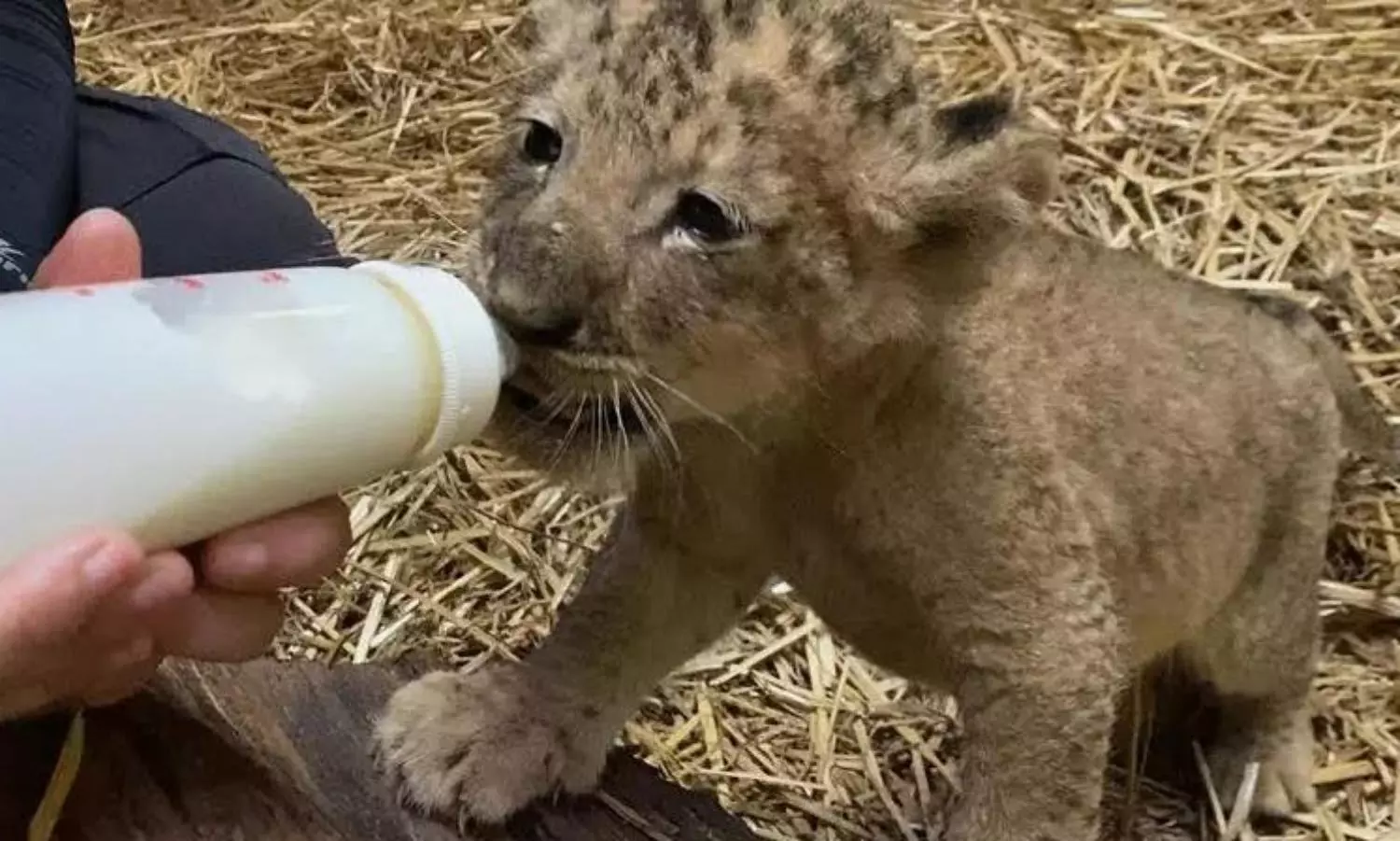Singapore zoo welcomes first lion cub, Simba born via artificial insemination