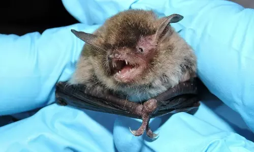 Climate change may have driven the emergence of Covid-19: Study