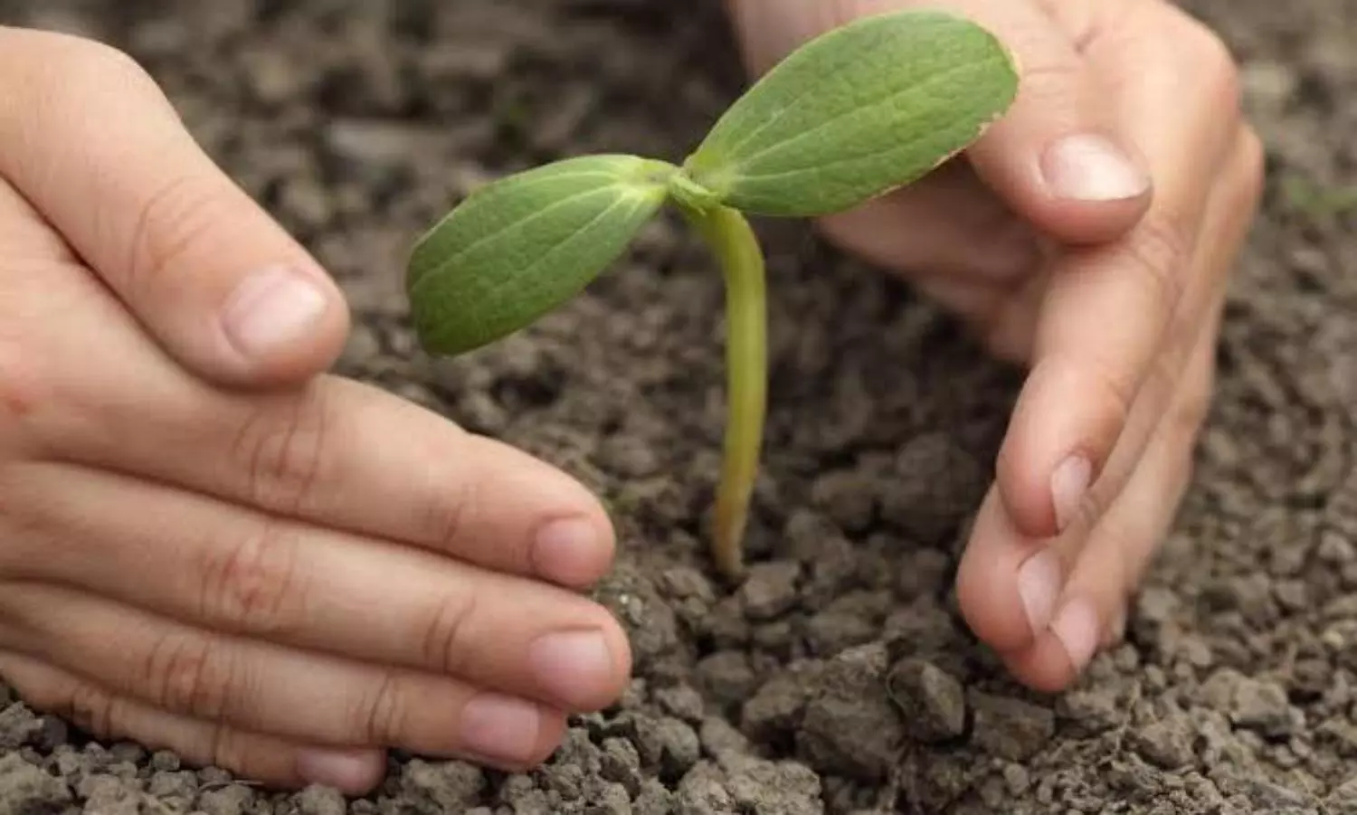 Himachal to involve students for survival of saplings