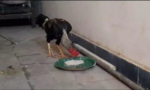 rooster