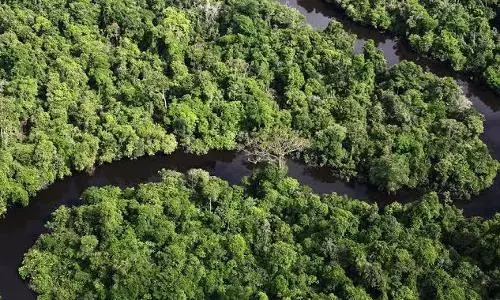 Amazon rainforest plots being sold illegally via Facebook