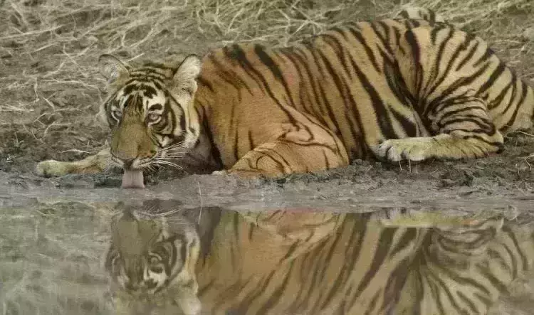Indian tigers are inbreeding due to loss of habitat