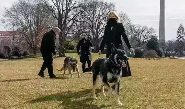 Joe Bidens dogs sent home to Delaware after biting incident
