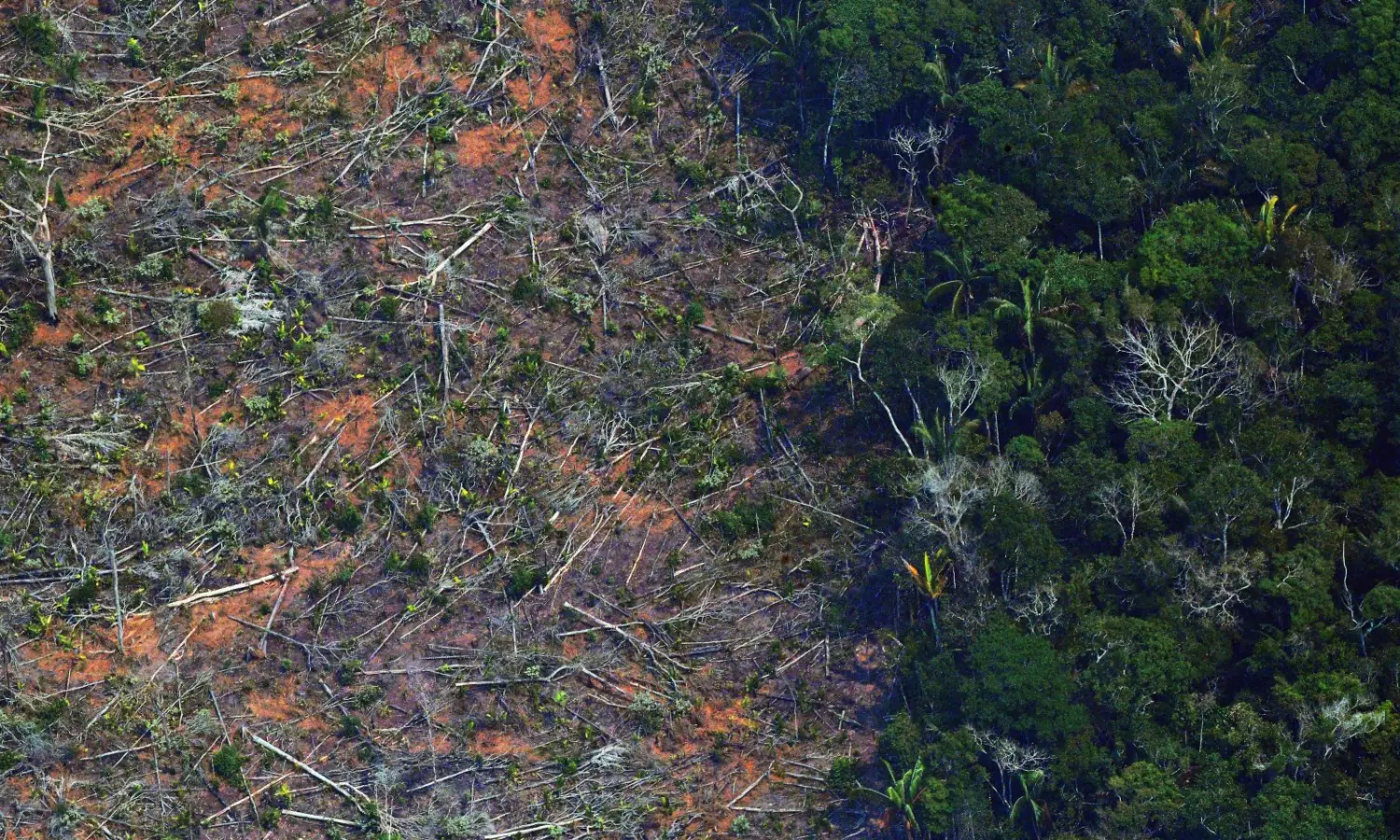 Two-thirds of worlds tropical rainforest destroyed or degraded globally: NGO