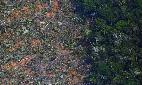 Two-thirds of worlds tropical rainforest destroyed or degraded globally: NGO