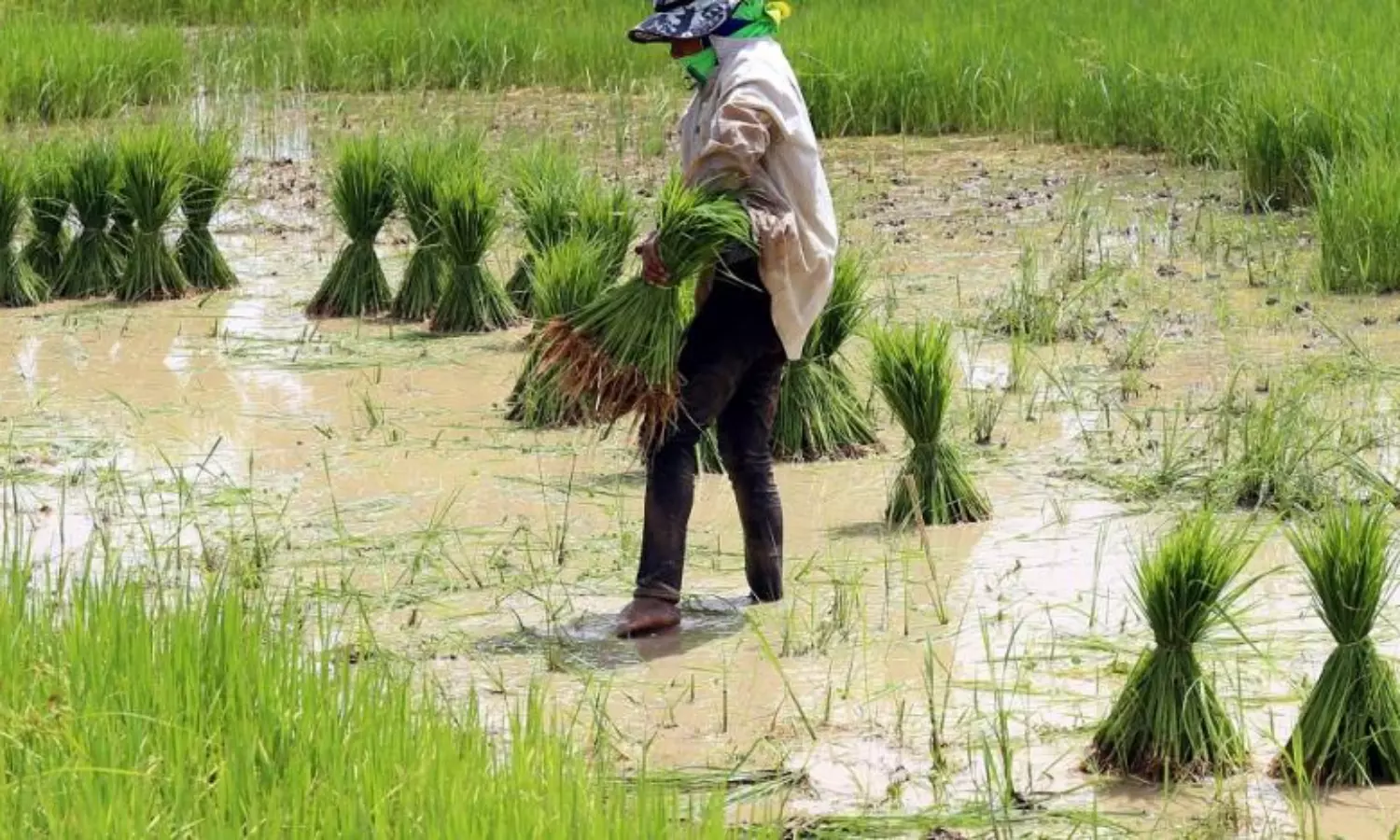 Indias rice production can adapt to climate change challenges: Study