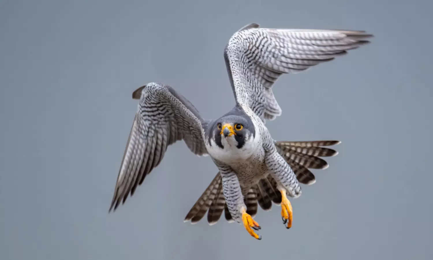 Biologists find evidence of a migratory gene in birds