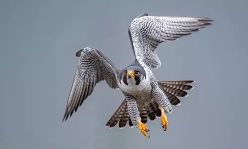 Biologists find evidence of a migratory gene in birds