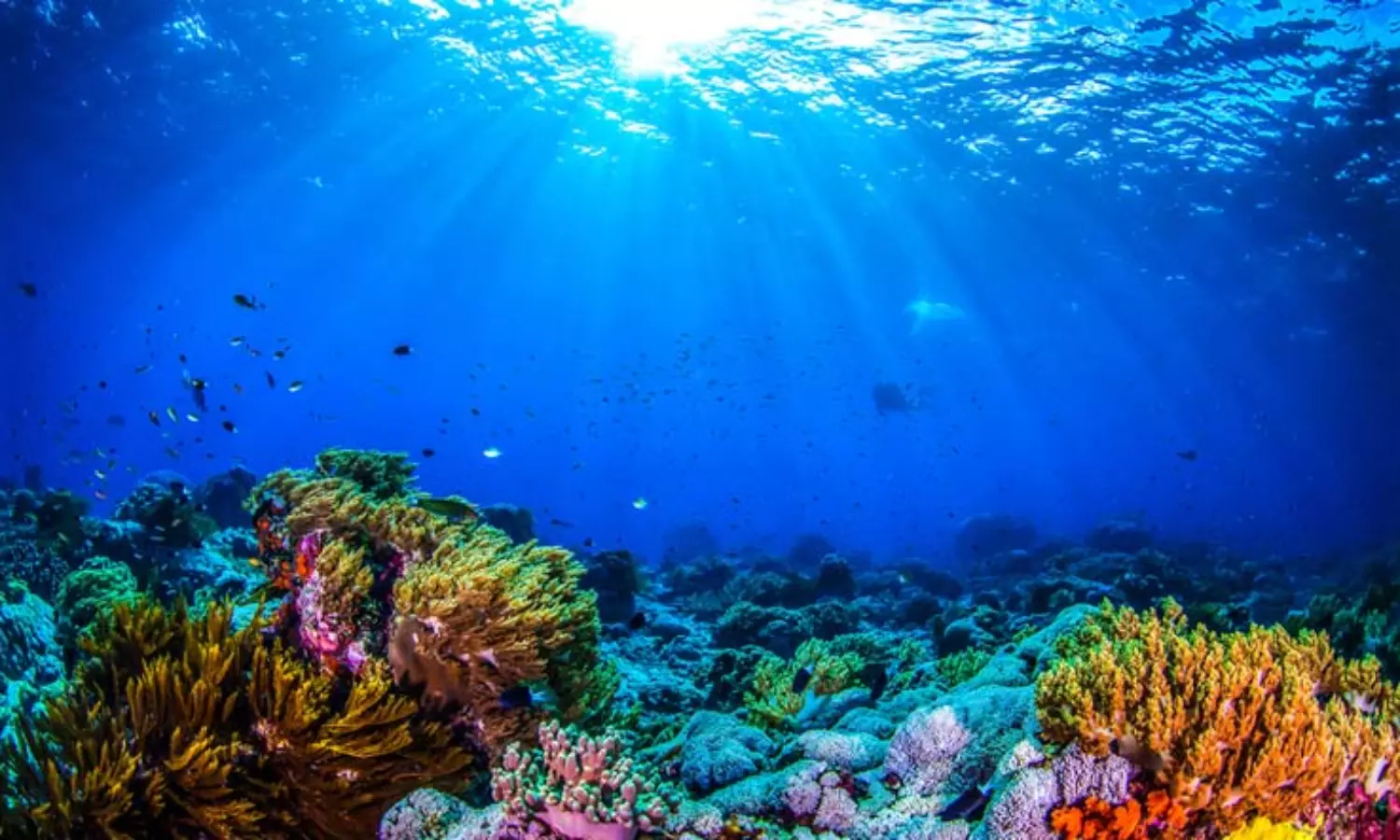 Bottom trawling releases as much carbon as air travel